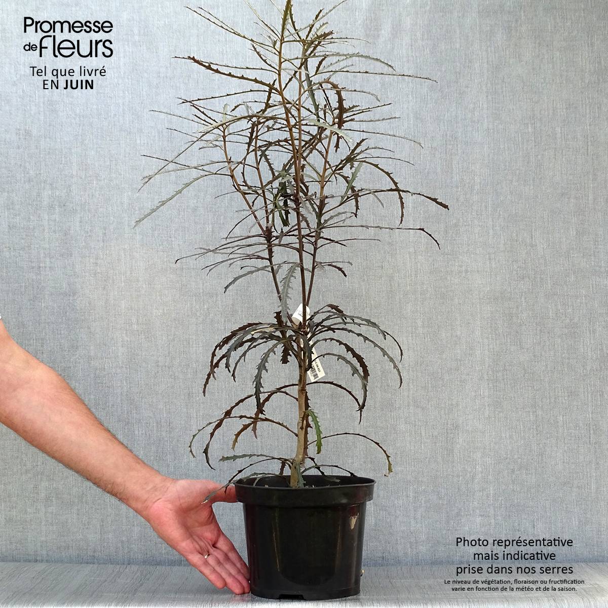 Promesse de Fleurs - Pseudopanax Bronze Eagle Pot de 3L/4L - Image 2