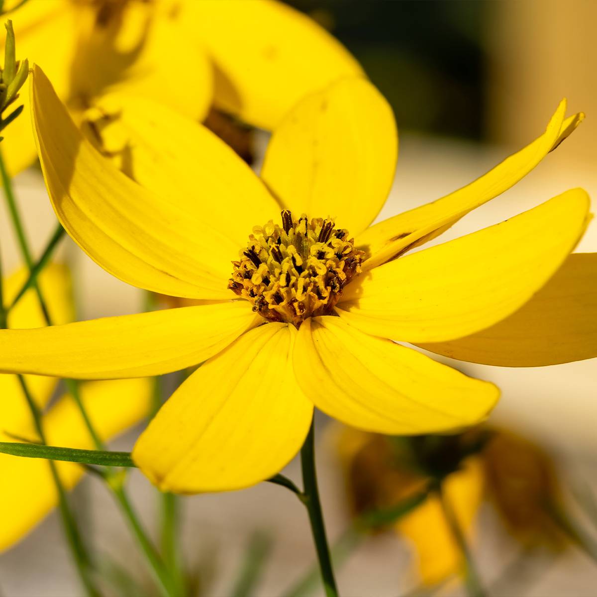 Coreopsis verticillata Zagreb - Coréopsis verticillé Godet de 8/9 cm