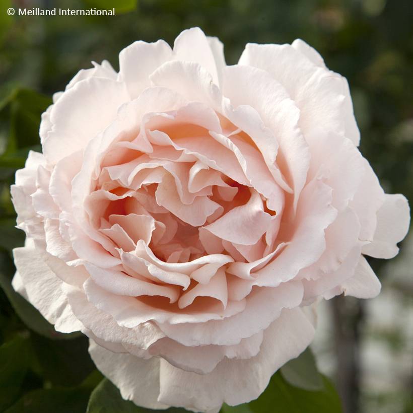 Promesse de Fleurs - Rosier grimpant André Le Nôtre Racines nues en motte