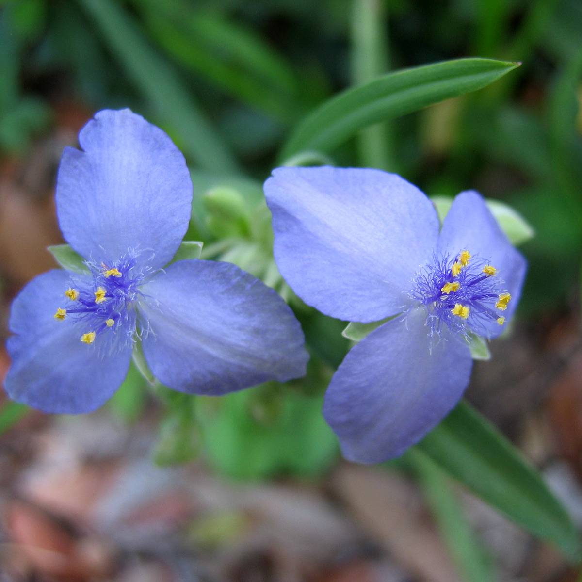Promesse de Fleurs - Ephémère de Virginie - Tradescantia andersoniana Ocean Blue Pot de 2L/3L