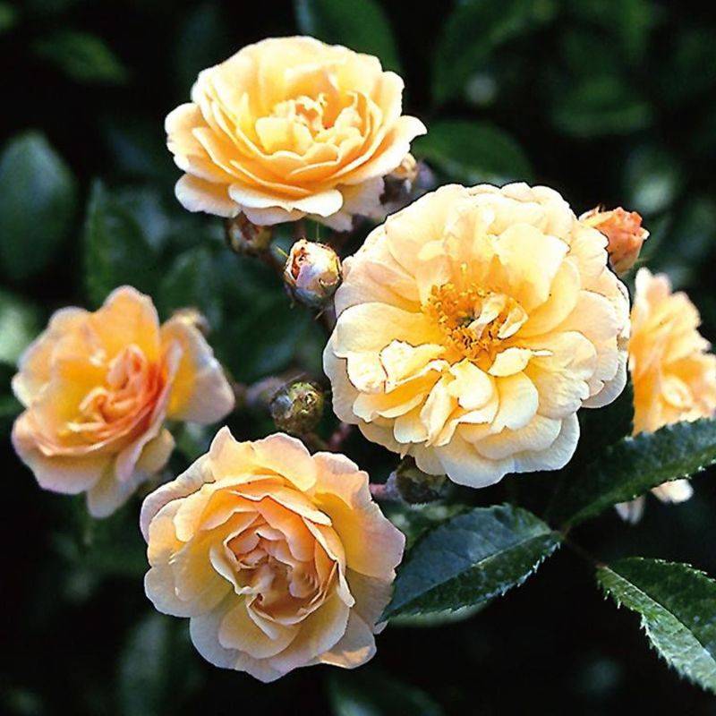 Rosier 'Ghislaine De Féligonde' (Rosa 'Ghislaine De Féligonde') - Racines nues - Taille 20 à 30cm - Pépinières Naudet