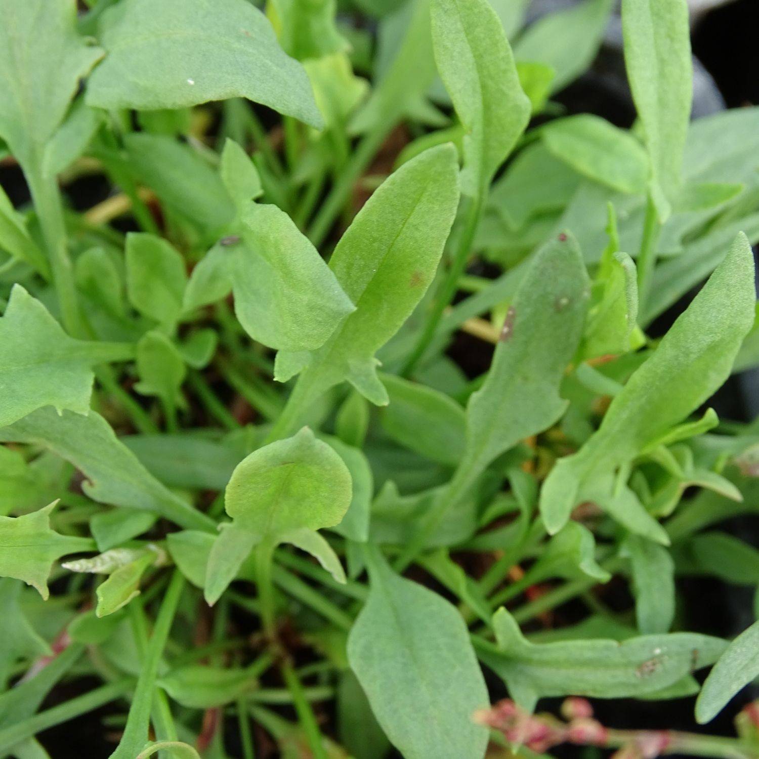 Petite oseille - Sans traitement à fleurs Rouge/ - feuillage Persistant - Lot de 9 godets