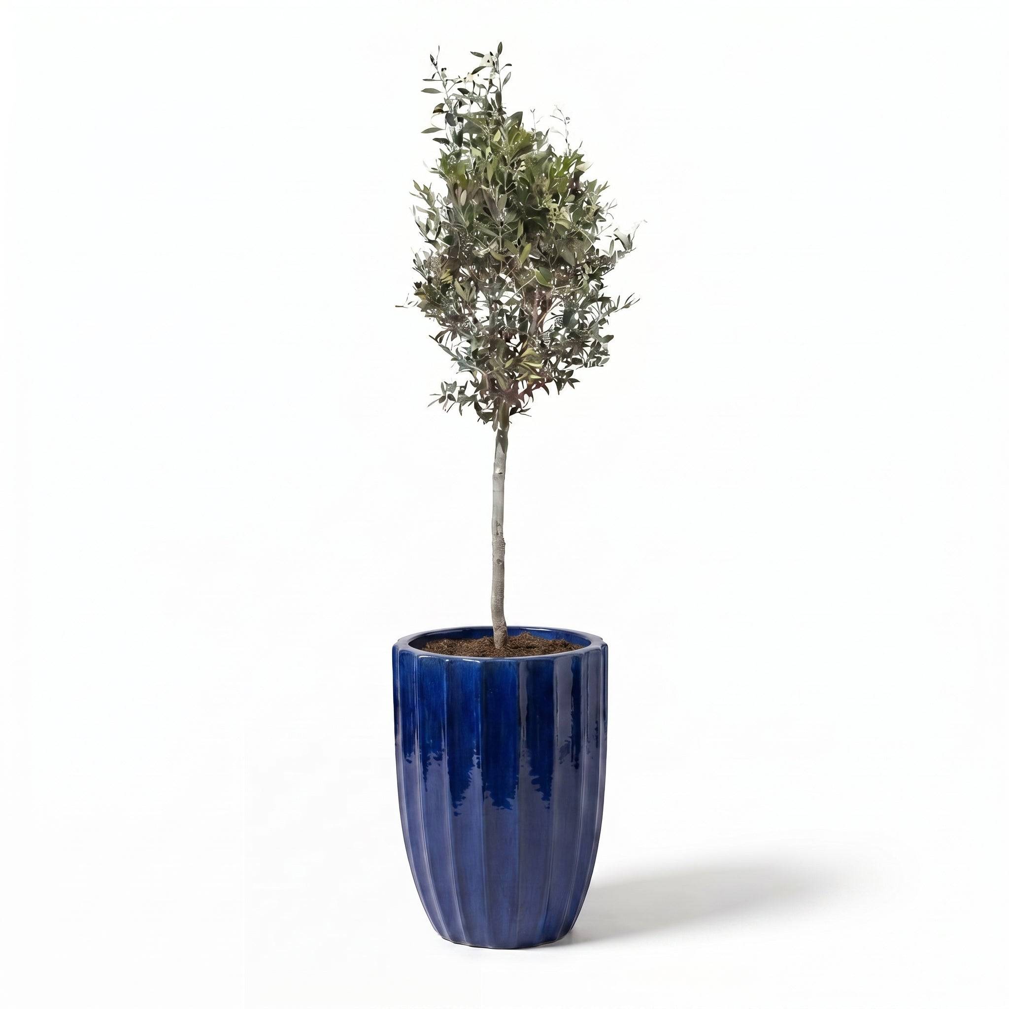 Lot olivier + pot HUGO 44x59cm bleu cobalt - Image 2