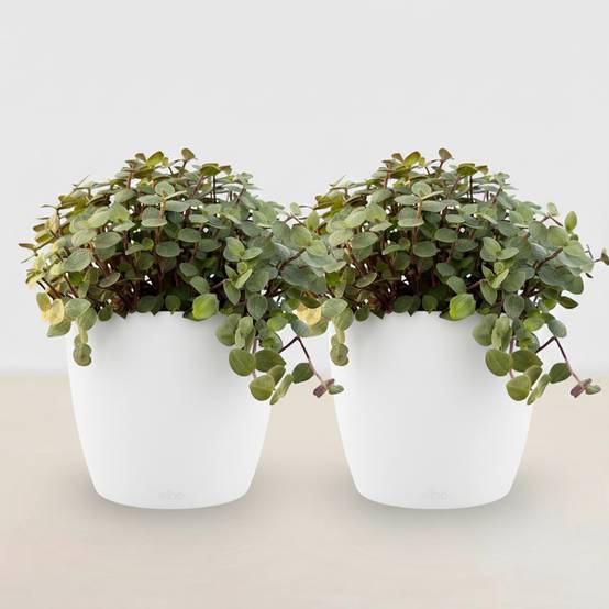 Calissia Repens - H20cm - Image 2