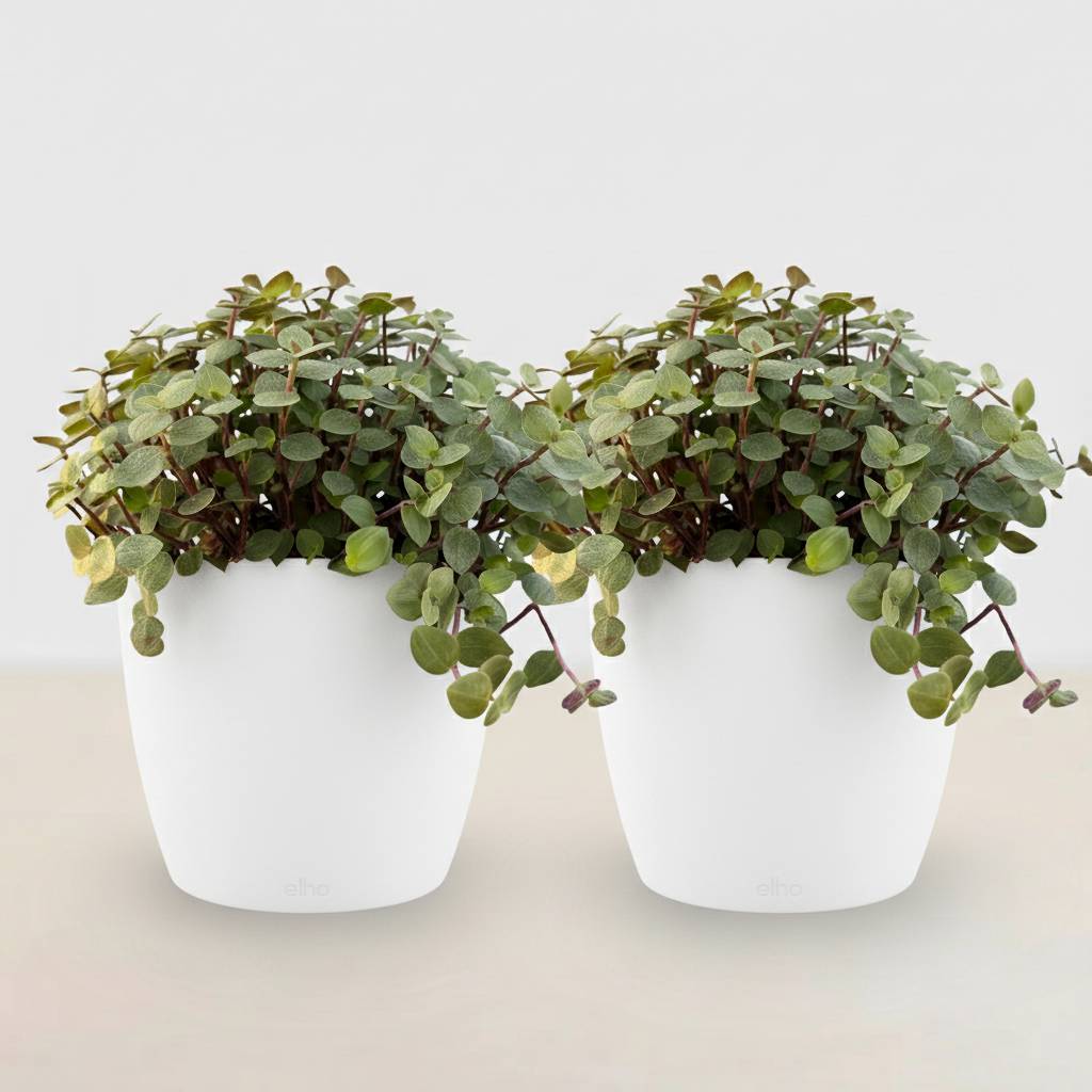 Calissia Repens - H20cm - Image 2