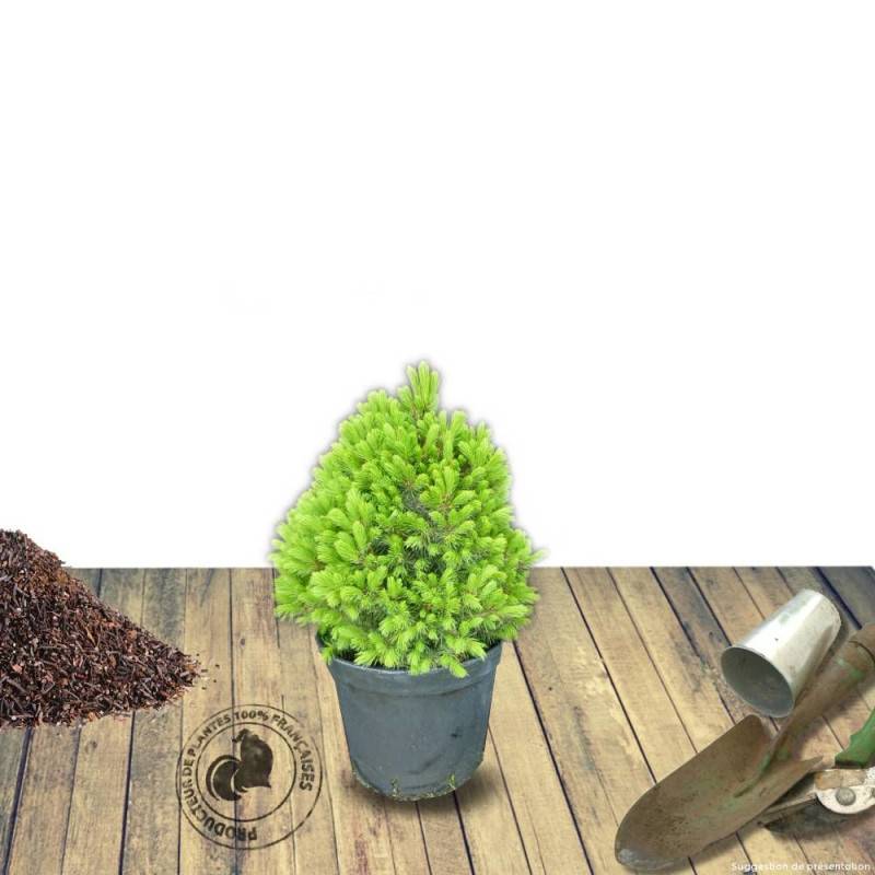 Épinette blanche Conica, Picea - Pot de 5L - 40/60 cm - Image 8