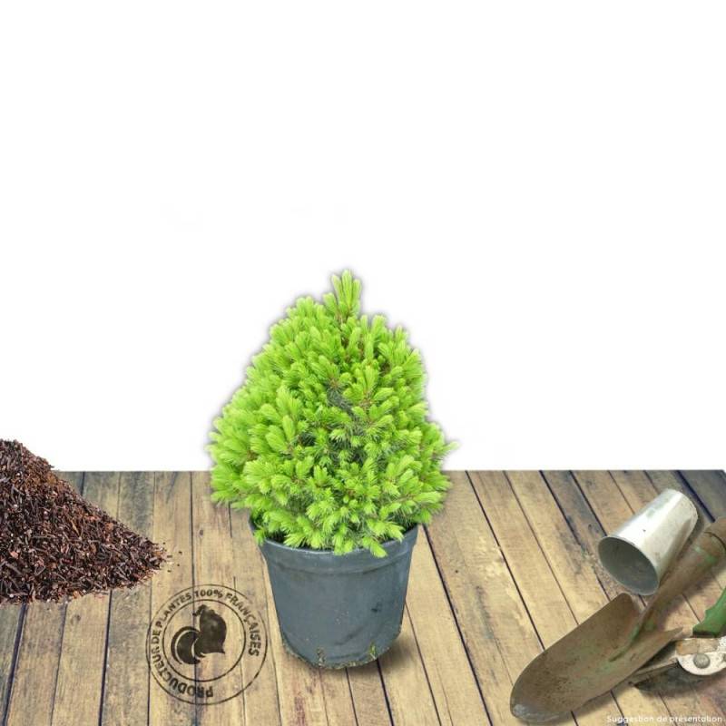 Épinette blanche Conica, Picea - Pot de 5L - 40/60 cm - Image 9