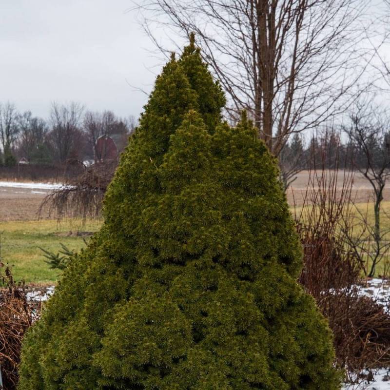 Épinette blanche Conica, Picea - Pot de 5L - 40/60 cm - Image 6