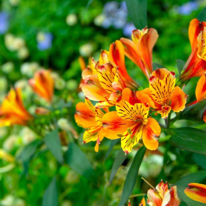 3 Lys des Incas 'Chinon' (Alstroemeria 'Chinon') - Lot de 3 vivaces - Pépinières Naudet - Image 1