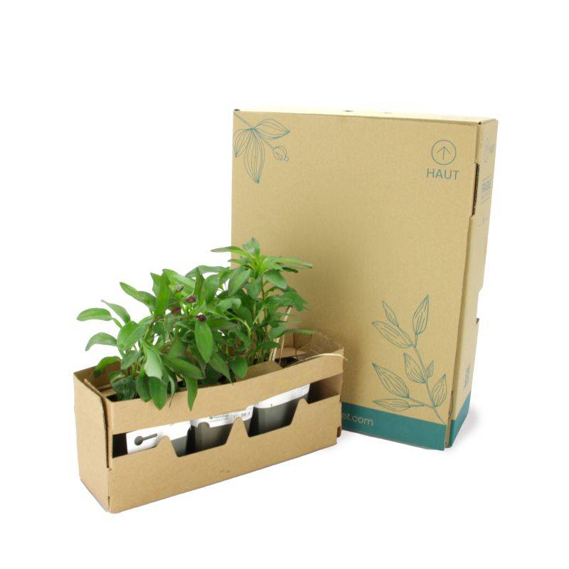 3 Lys des Incas 'Chinon' (Alstroemeria 'Chinon') - Lot de 3 vivaces - Pépinières Naudet - Image 5