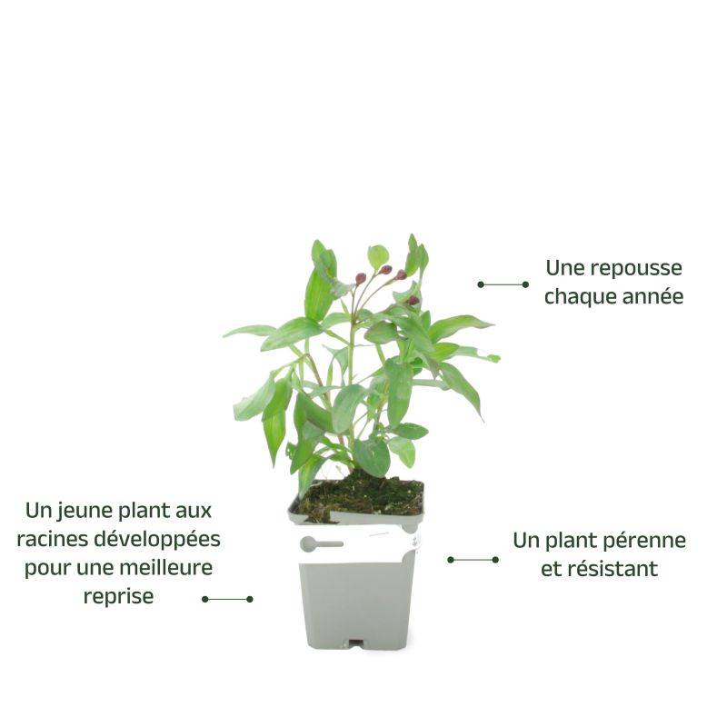 3 Lys des Incas 'Chinon' (Alstroemeria 'Chinon') - Lot de 3 vivaces - Pépinières Naudet - Image 3