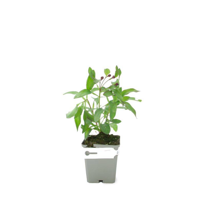 3 Lys des Incas 'Chinon' (Alstroemeria 'Chinon') - Lot de 3 vivaces - Pépinières Naudet - Image 2