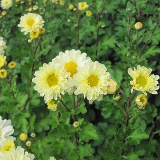 Promesse de Fleurs - Chrysanthème indicum Poésie - Marguerite d'automne Godet de 8/9 cm