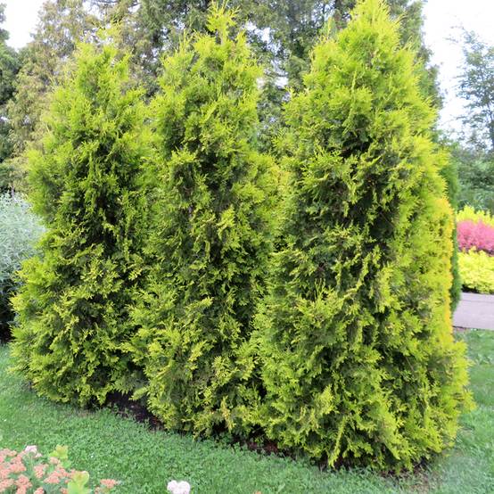Thuya du Canada - Thuja occidentalis Golden Brabant Godet de 8/9 cm