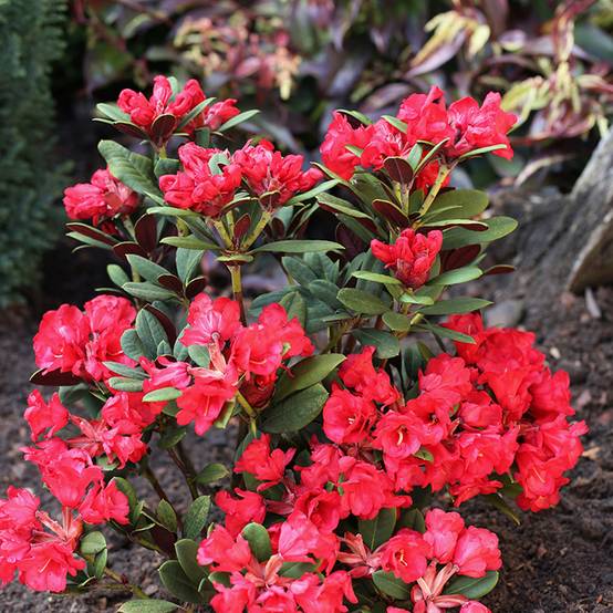 Rhododendron neriiflorum Burletta Pot de 6L/7L - Image 1