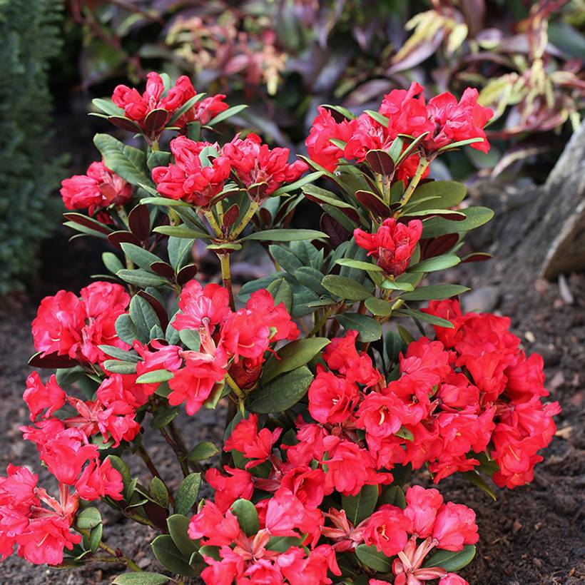 Rhododendron neriiflorum Burletta Pot de 6L/7L - Image 1