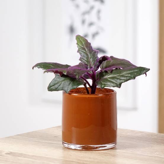 Gynura aurantiaca - Plante-velours Mini-plante