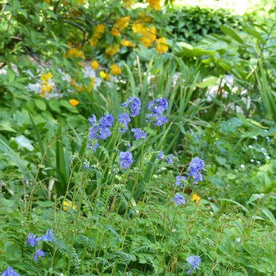 Graines de Polemonium caeruleum Blue Pearl le sachet de 375 graines environ (0,4g)