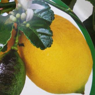 Citronnier - Citrus limon Femminello Carrubaro Pot de 4L/5L, 1/4 de tige
