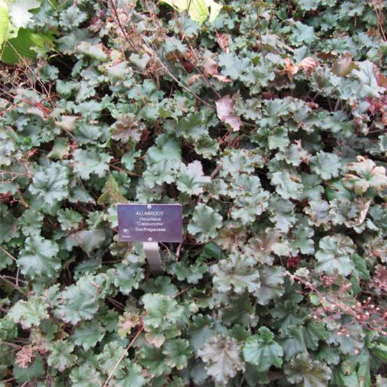 Promesse de Fleurs - Heuchère - Heuchera Cappuccino Godet de 8/9 cm
