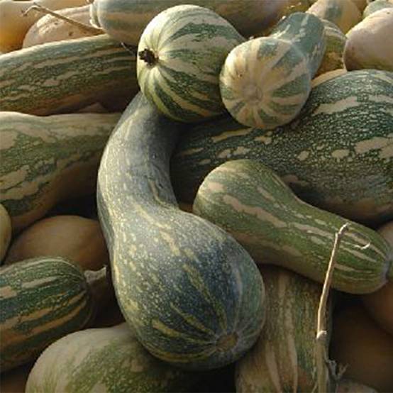 Promesse de Fleurs - Courge Pleine de Naples - Lunga di Napoli le sachet de 15 graines environ (2g)