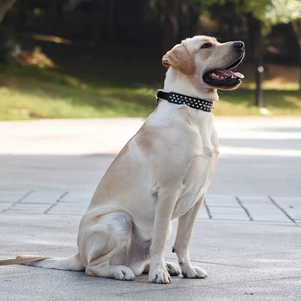 Collier à pointes pour chien et chat xl - IntiMeg - Image 2