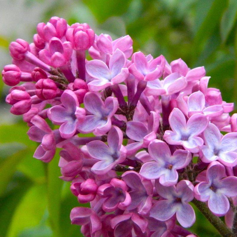 Lilas Commun 'Princesse Sturdza' (Syringa Vulgaris) - Godet - Taille 13/25cm - Pépinières Naudet