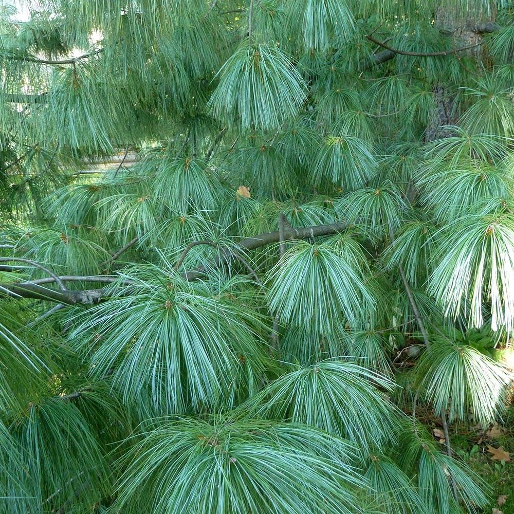 Promesse de Fleurs - Pinus wallichiana - Pinus griffithii - Pin pleureur de l'Himalaya Pot de 3L/4L