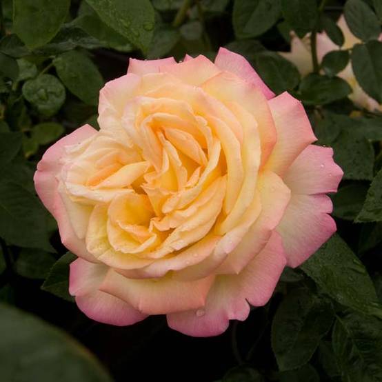 Promesse de Fleurs - Rosier à grandes fleurs Mme A. Meilland (Peace) Petites Racines nues