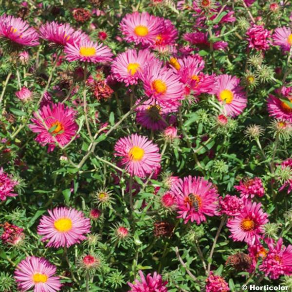 Promesse de Fleurs - Aster novae-angliae Andenken an Alma Pötschke Pot de 2L/3L