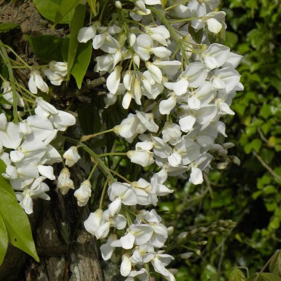 Glycine soyeuse à fleurs Blanche - feuillage Caduc - Godet - 5/20 cm- hauteur à maturité De 5,00 m à 10,00 m - Image 7