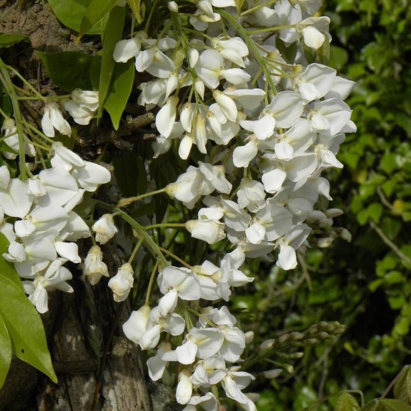 Glycine soyeuse à fleurs Blanche - feuillage Caduc - Godet - 5/20 cm-  hauteur à maturité De 5,00 m à 10,00 m - Image 1