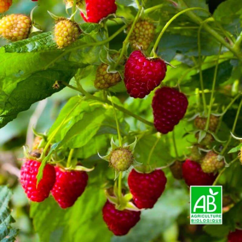 Framboisier 'Zeva' BIO (Rubus idaeus 'Zeva') - Godet 9cm - Pépinières Naudet - Image 1