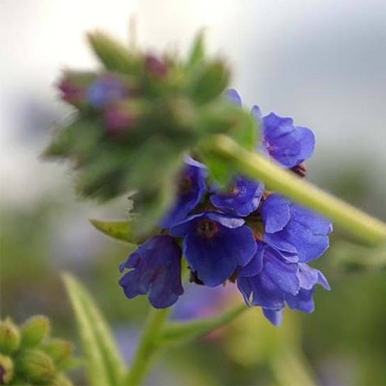 Pulmonaria longifolia E.B Anderson - Pulmonaire à longues feuilles Godet de 8/9 cm