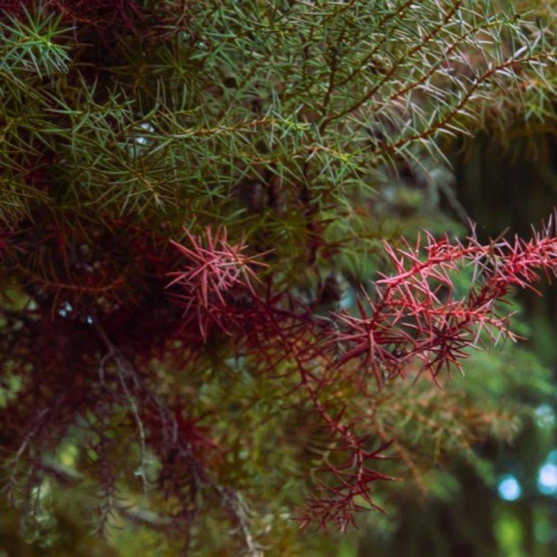 Cèdre du Japon 'Elegans Viridis' (Cryptomeria japonica 'Elegans Viridis') - Godet 9cm - Pépinières Naudet - Image 1