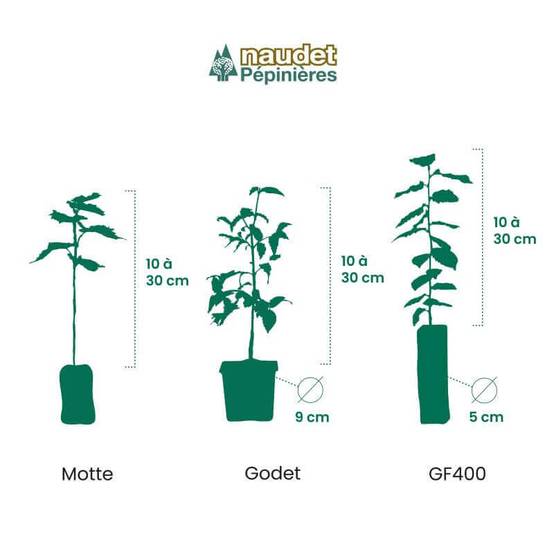 Cèdre du Japon 'Elegans Viridis' (Cryptomeria japonica 'Elegans Viridis') - Godet 9cm - Pépinières Naudet - Image 2
