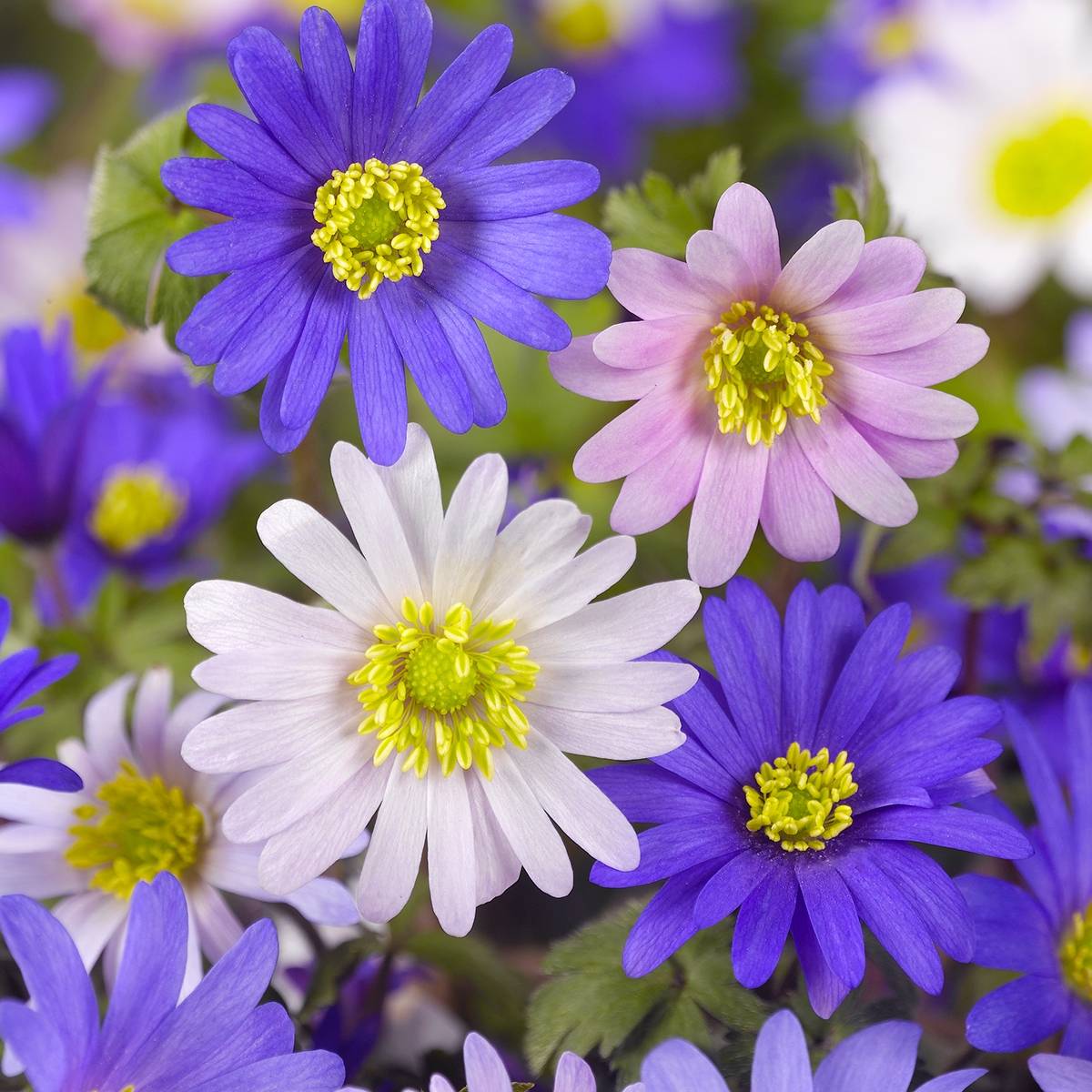Promesse de Fleurs - Anemones blanda en mélange - Anémones de Grèce Bulbe calibre 5+ (par 10)