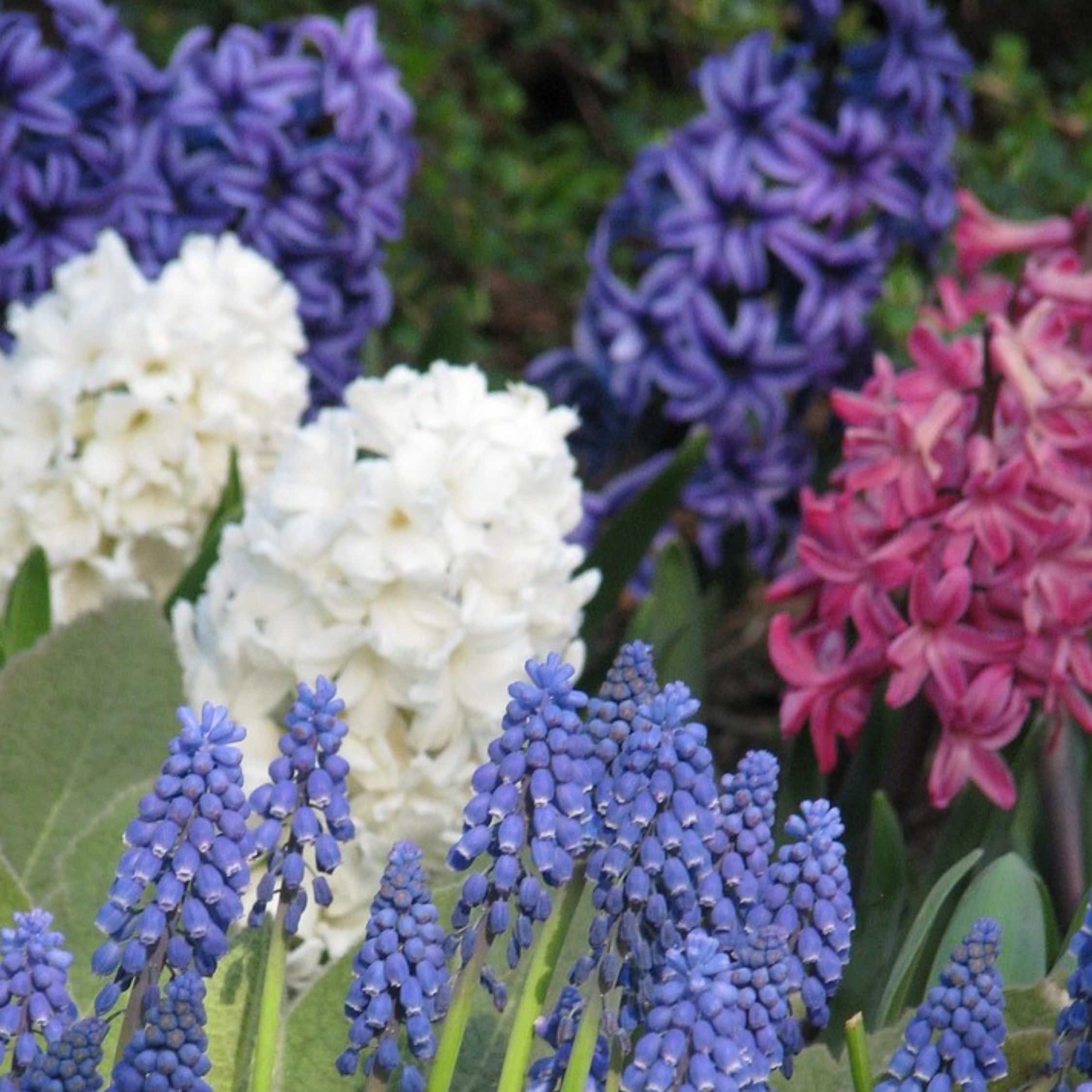 Plant In A Box - Jacinthe - Set de 10 - Hyacinthus - Bulbes à fleurs - Image 3