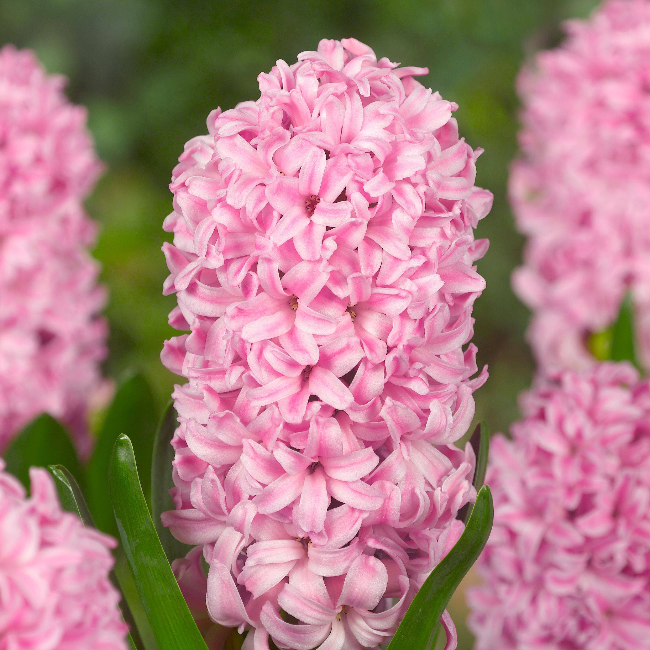 Plant In A Box - Jacinthe - Set de 10 - Hyacinthus - Bulbes à fleurs - Image 5