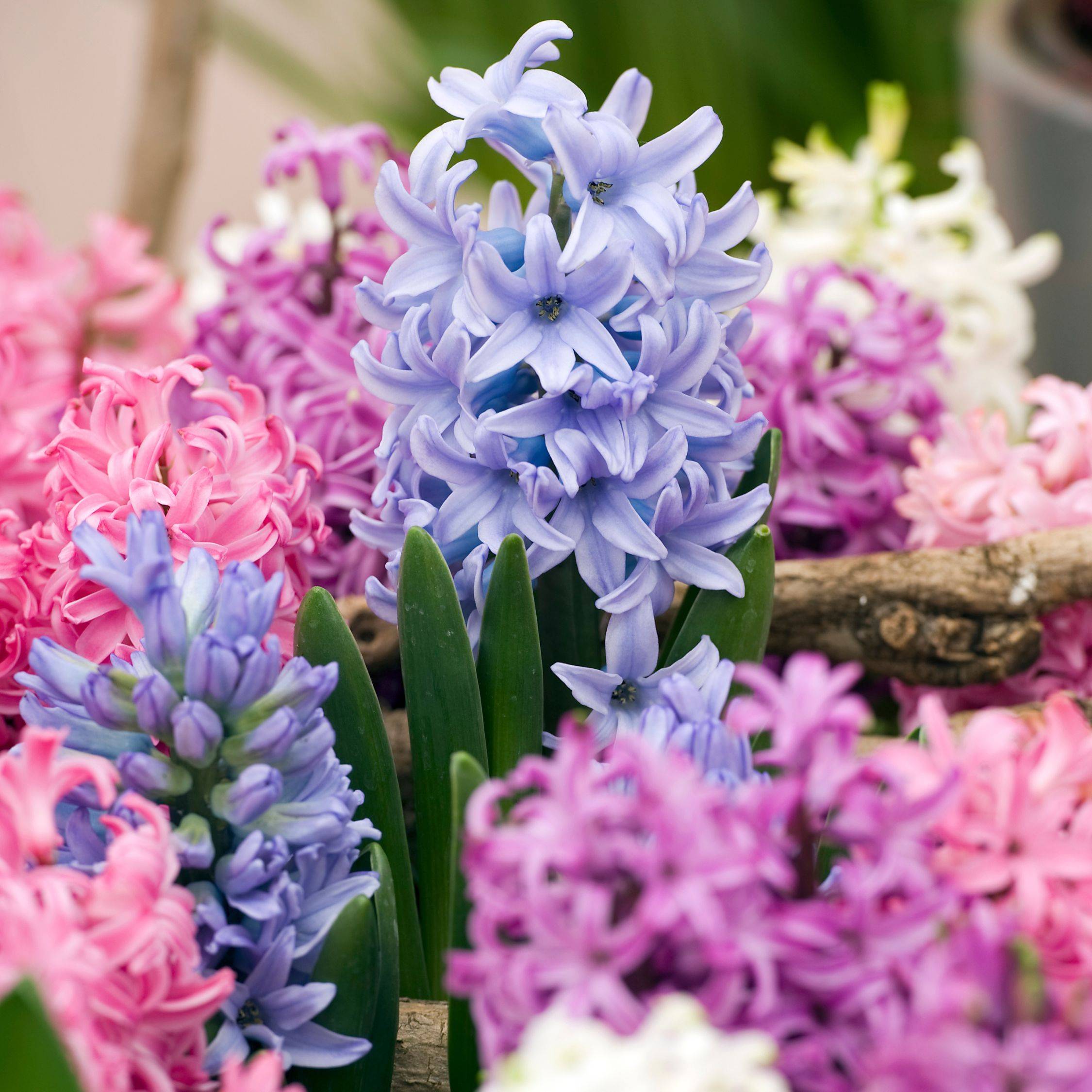 Plant In A Box - Jacinthe - Set de 10 - Hyacinthus - Bulbes à fleurs - Image 2