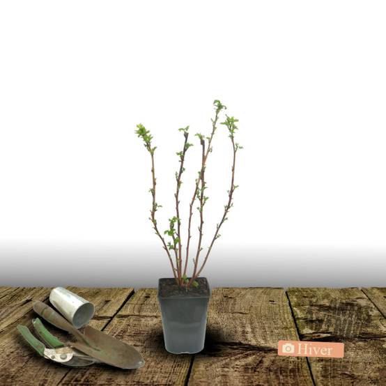 Framboisier Autumn Passion® - Moyen rendement - Pot de 3L - 30/60 cm - De 1,00 m à 1,50 m - Image 5