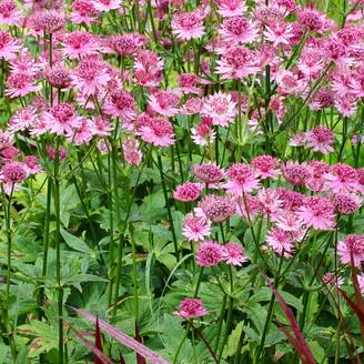 Astrance - Astrantia major Rosensinfonie Godet de 8/9 cm