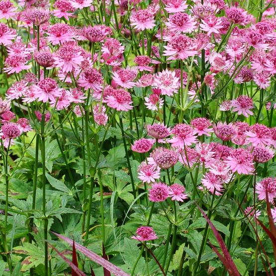 Astrance - Astrantia major Rosensinfonie Godet de 8/9 cm