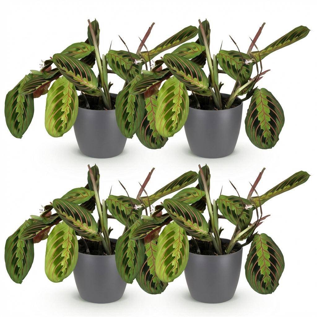 Maranta Fascinator Tricolour - Pet-friendly - Pot de 12cm - Hauteur 25cm - 4 plantes - Gris - Plantes d'intérieur - Image 2