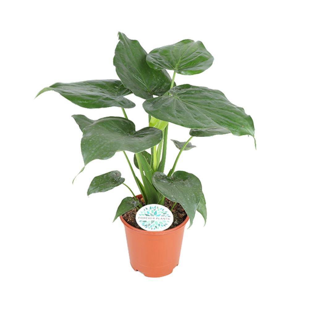 Alocasia Cucullata - D21 H80cm - Image 1