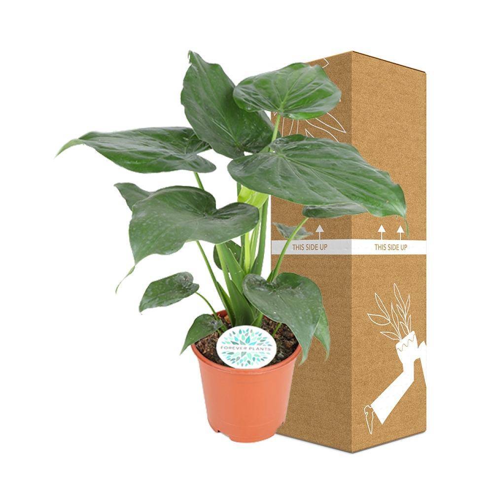 Alocasia Cucullata - D21 H80cm - Image 3