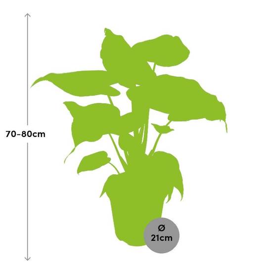 Alocasia Cucullata - D21 H80cm - Image 2