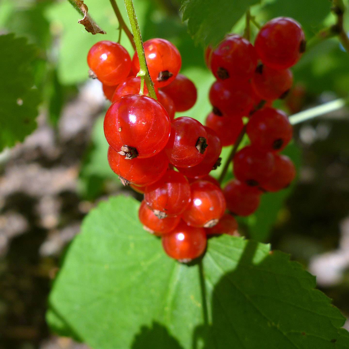 Groseillier à grappes Jonkheer van Tets Pot de 1,5L/2L, Buisson