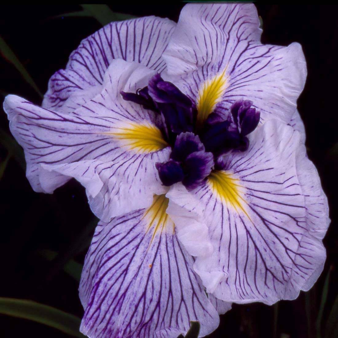 Promesse de Fleurs - Iris du Japon - Iris ensata Caprician Butterfly Godet de 8/9 cm