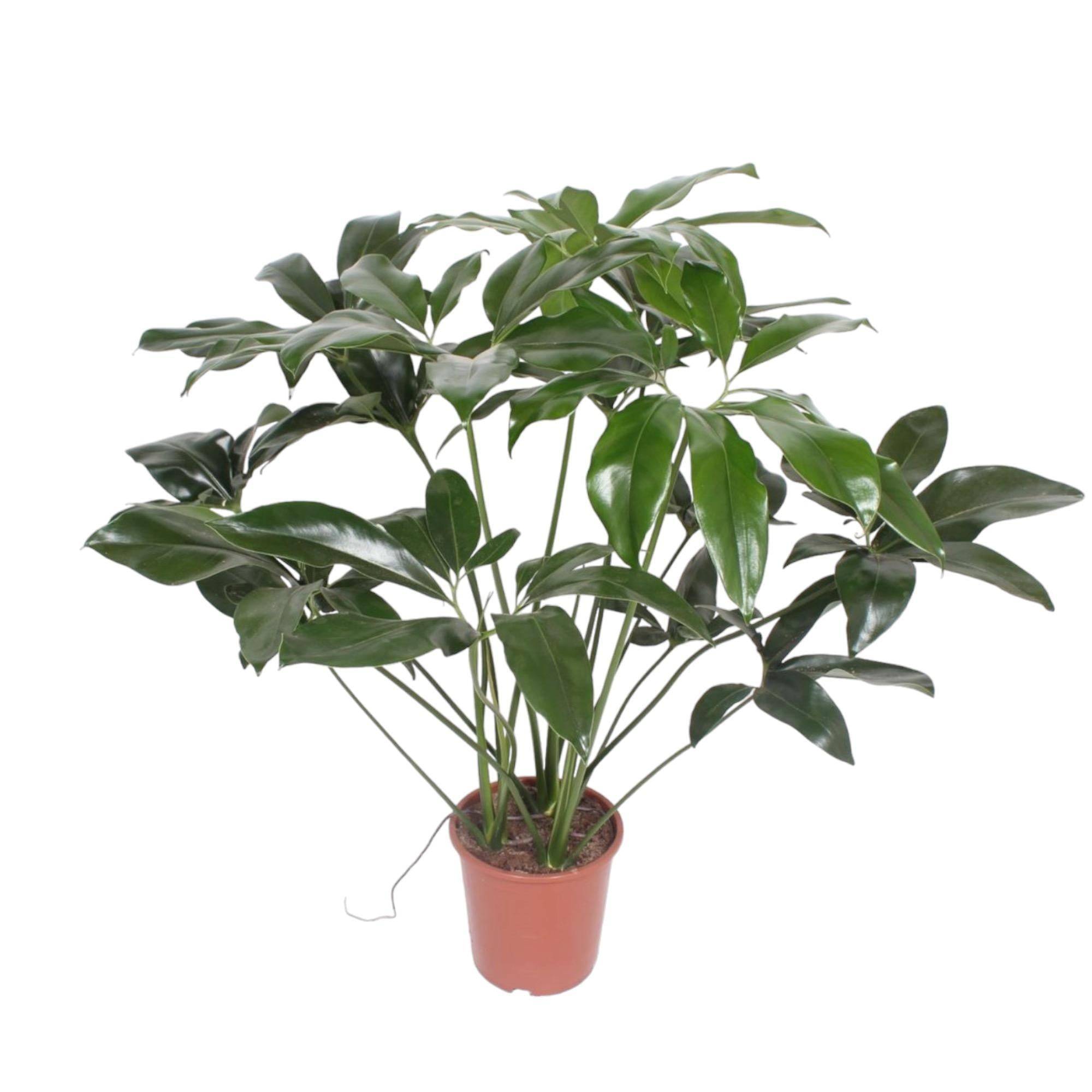 Philodendron Vert Wonder - D24 H100cm